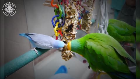 Funny Parrot Videos Compilation№4