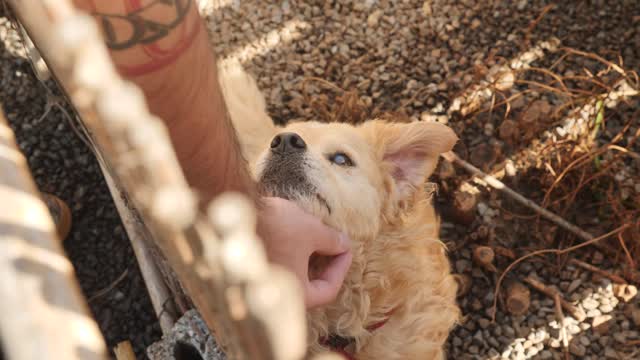 Man stroking a dog in a shelter