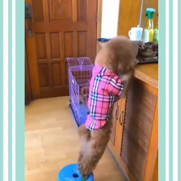 Cute and Funny Dog - Pet Series