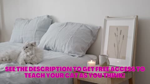 Train Your Cat Easily in 5 Steps