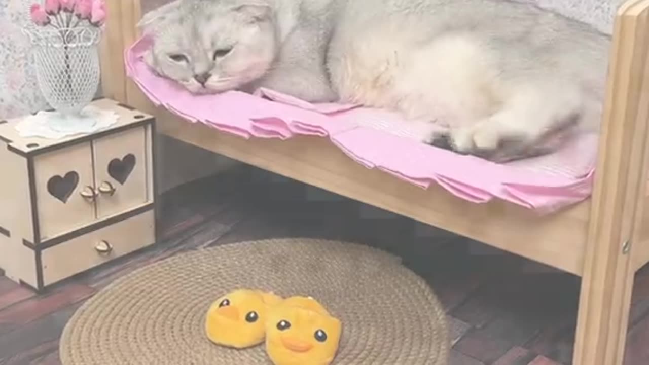 Cute cats video compilation 132