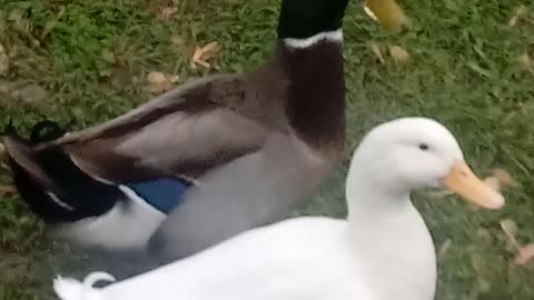 Duck, duck, duck