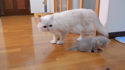 The kitten approaching the daddy cat to play with him was so cute.