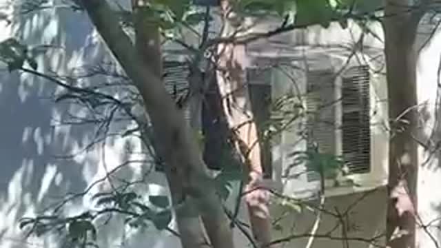 Talking cat