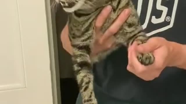 Funny cat meowing