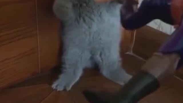 poor cat🤣