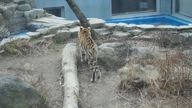 Big Tiger in seoul