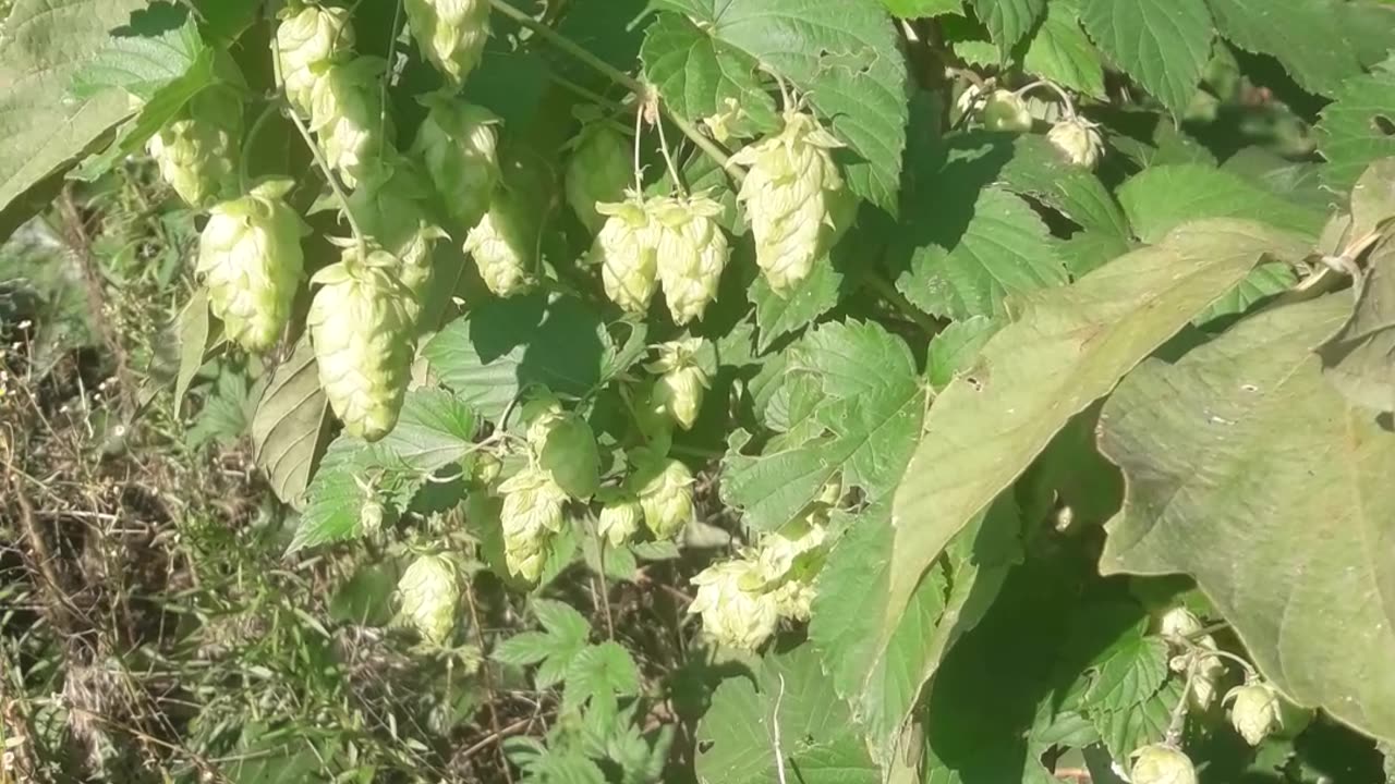 Hop flowers