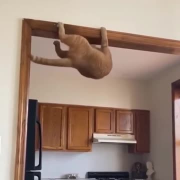 Things Only Cat Owners Will Understand