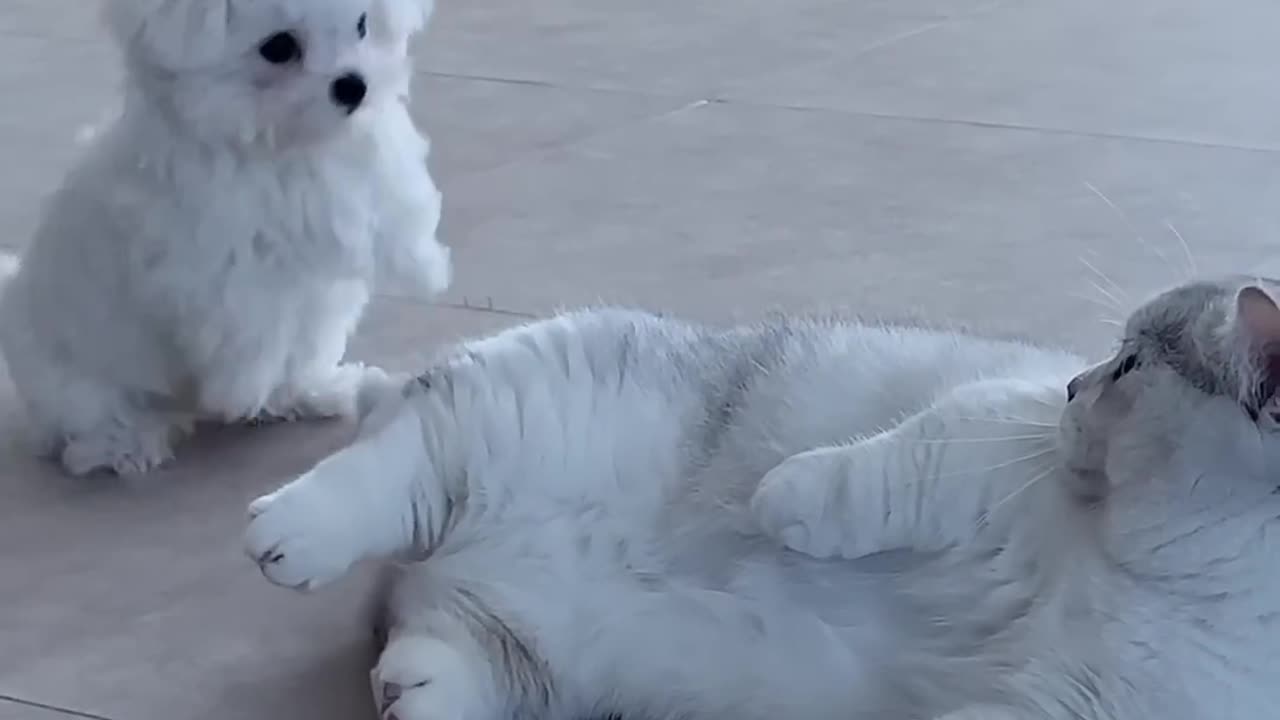 Little Dog And Cat Are Playing.