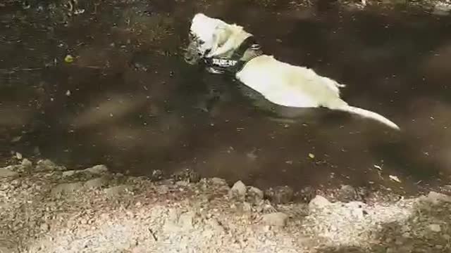 Golden Retriever Loves His Mud Puddle