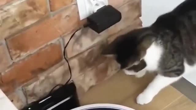 Cat funny moments video very nice funny moments video 🐈 funny moments video#funny #animals