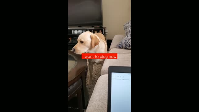 Dog hates it when disturbed sleeping | funny dog | funny video