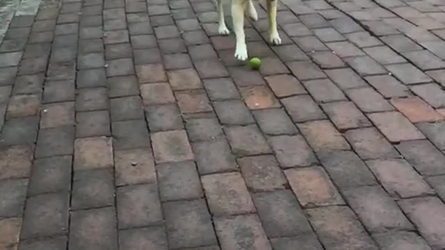 Golden dog trying to get green ball in slo mo