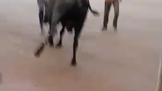 Taking the bull by the horns