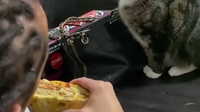 Savage funny cat