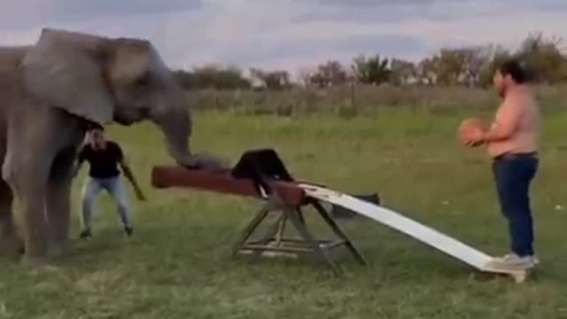 Wow think I can make it in the NBA😱😍 #nba #elephant