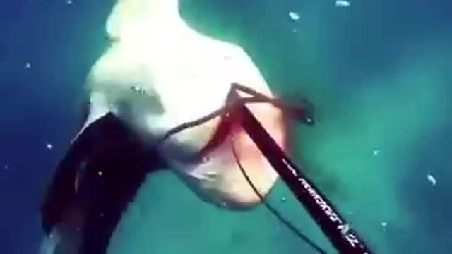 Shark attack under water