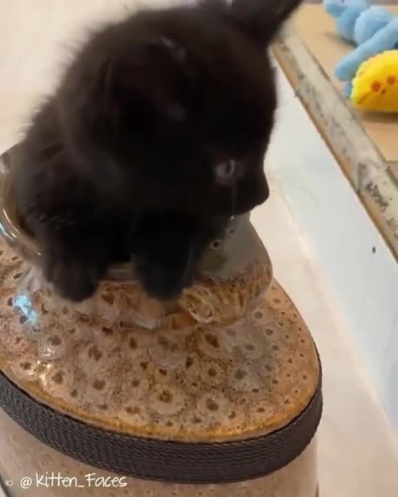 best of the 2022 funny animal videos