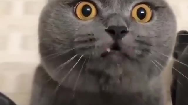 Cute 🥰 cat crying