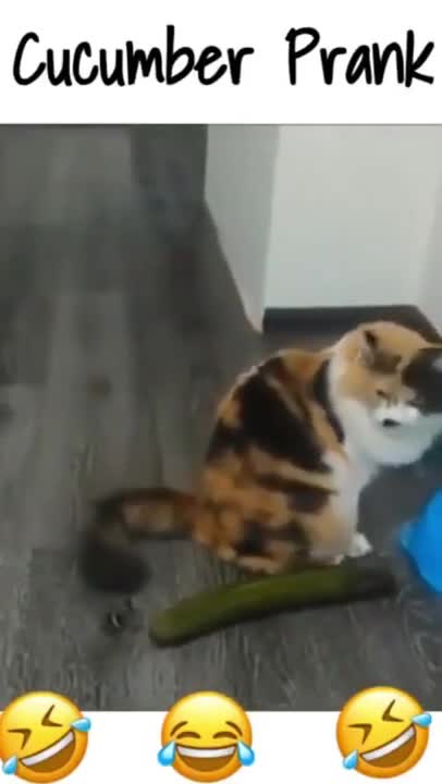 short video a cute little cat makes you laugh!