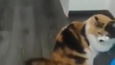 short video a cute little cat makes you laugh!