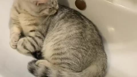 Cat want to sleep in washing sink 🤣🤣