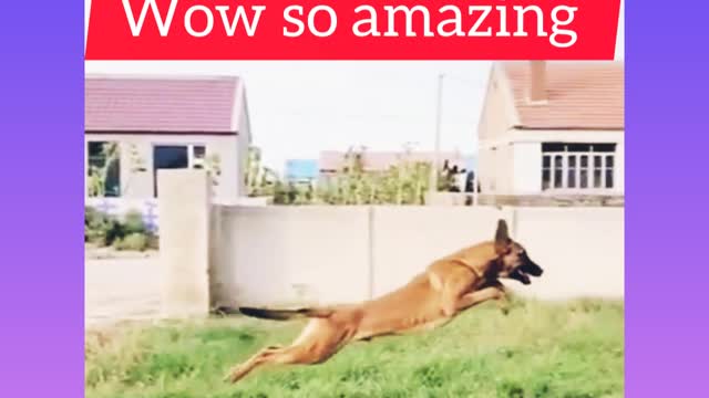 Wow so amazing training for a dog 🐶🐶