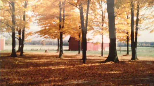 2013: Video Made for Papa