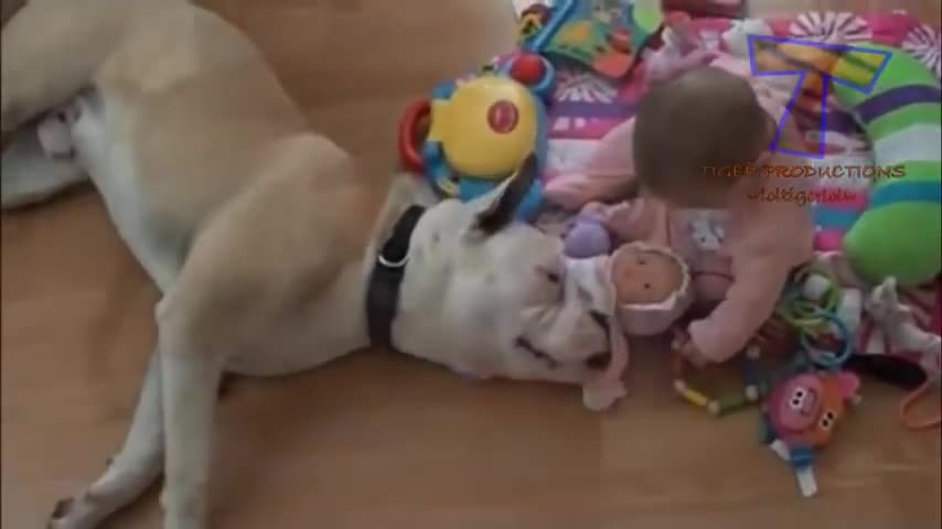 American Bulldog licking busy kid playing with his toys