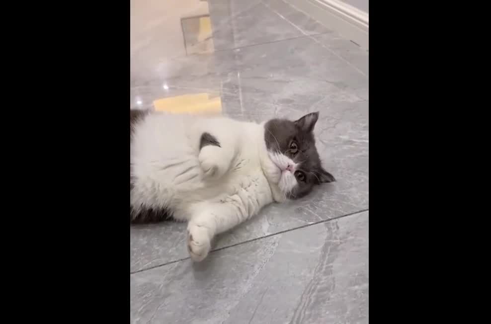 🐱 Funny Cat Reaction Videos - Try Not To Laugh 🤣|