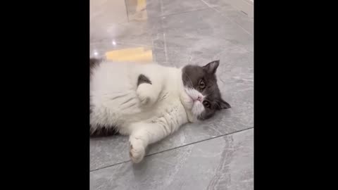 🐱 Funny Cat Reaction Videos - Try Not To Laugh 🤣|