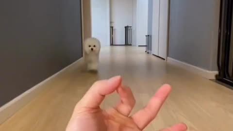So cute dog baby very innocent baby lovely