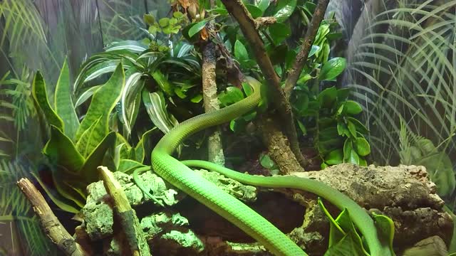 Green snake