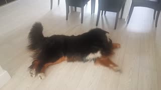 Bernese Mountain Dog "air swims" on slippery surface