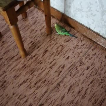 Beautiful wavy parrot at home.