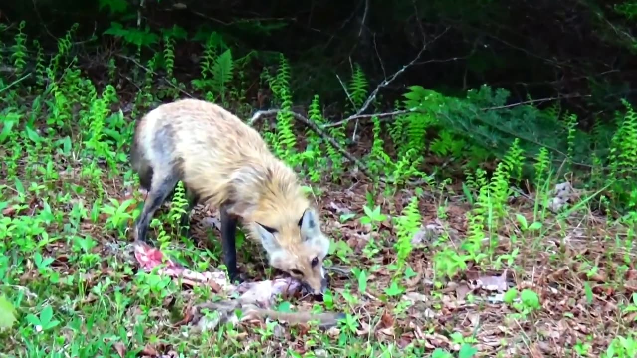 Red Fox