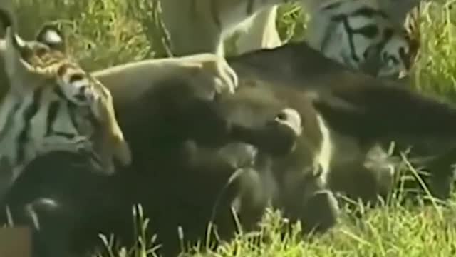 The cow was put into the tiger park, and the tigers swarmed the mountain