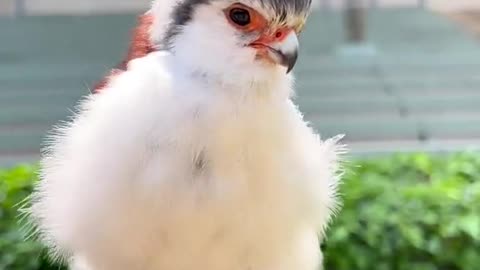 Beautiful birds beautiful voice