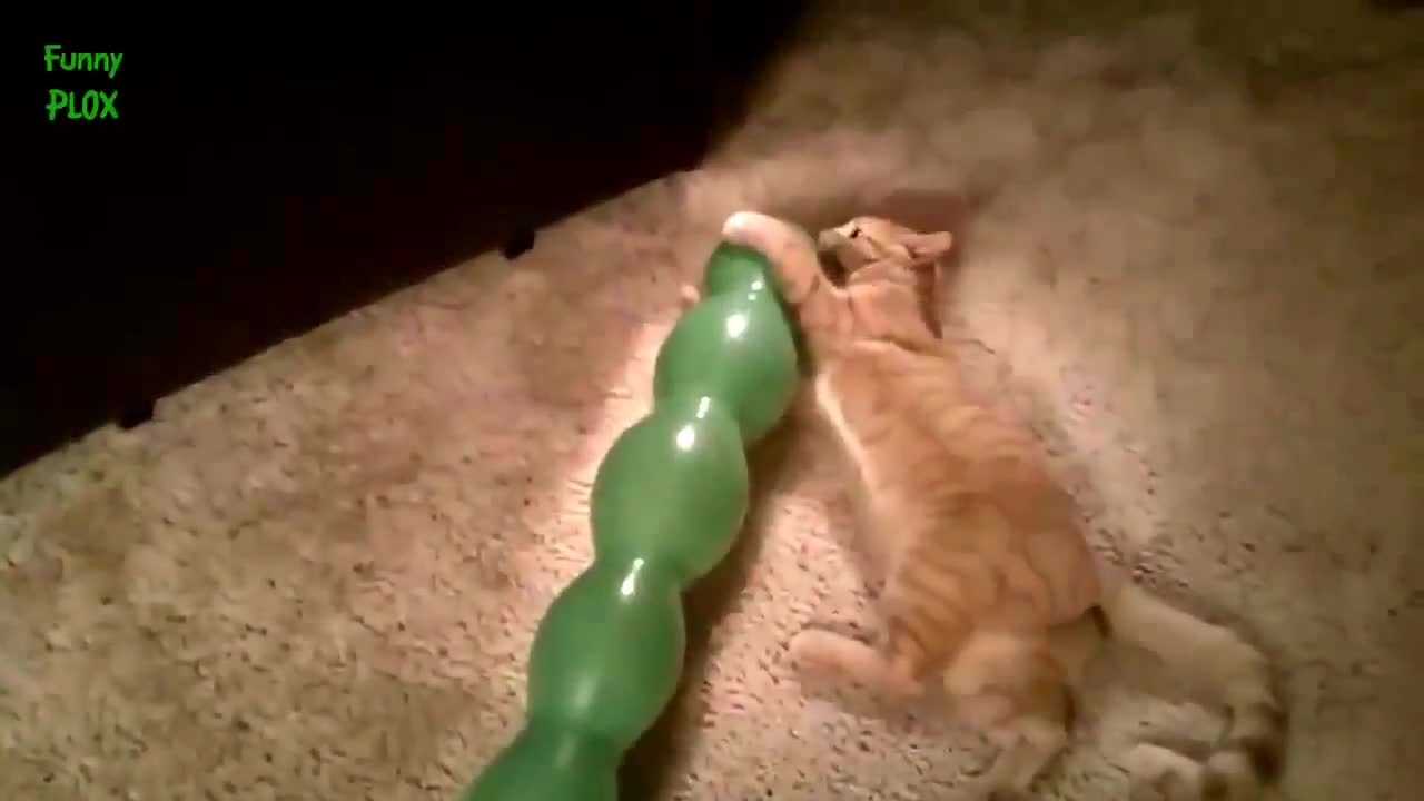 CATS VS BALLONS VERY FUNNY