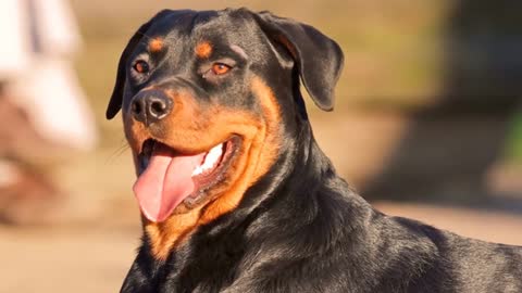 TOP 10 Most Popular Dog Breeds In The World