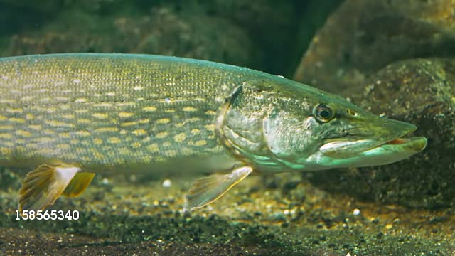 BEAUTY PIKE FISH UNDERWATER