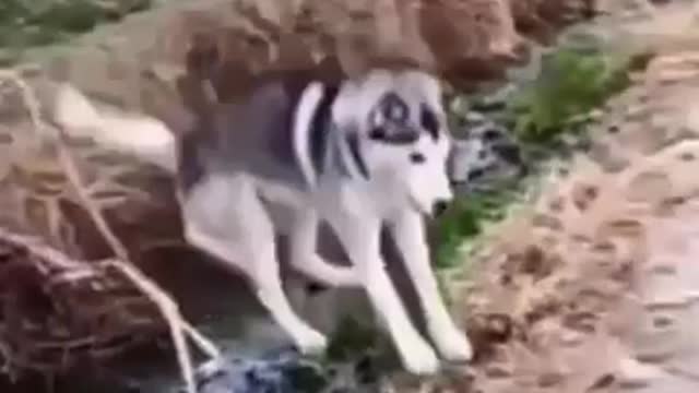 dog masti | Funny video | Viral video | Funny meme | Whatsapp status | Whatsapp video | Viral file