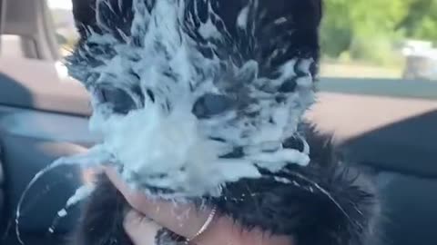 Baby Cats - Cute and Video Funny Cat | Kittens of Tiktok Videos | Aww Animals