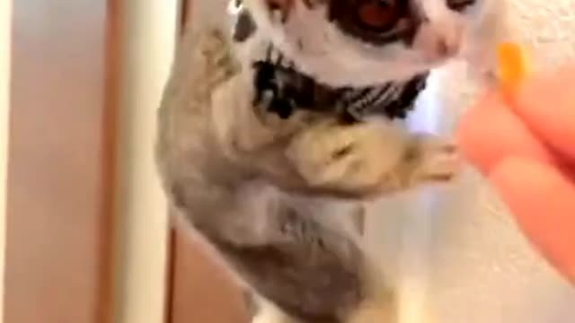 Animal