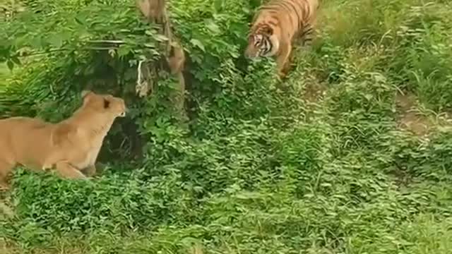 Tiger vs Lion funny slap Video