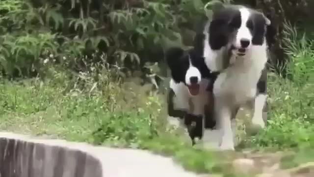 Mom will not quit in trouble 🐶