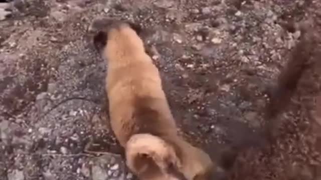 Funny Animals They Do The Strangest Things, Try Not To Laugh! Part 16