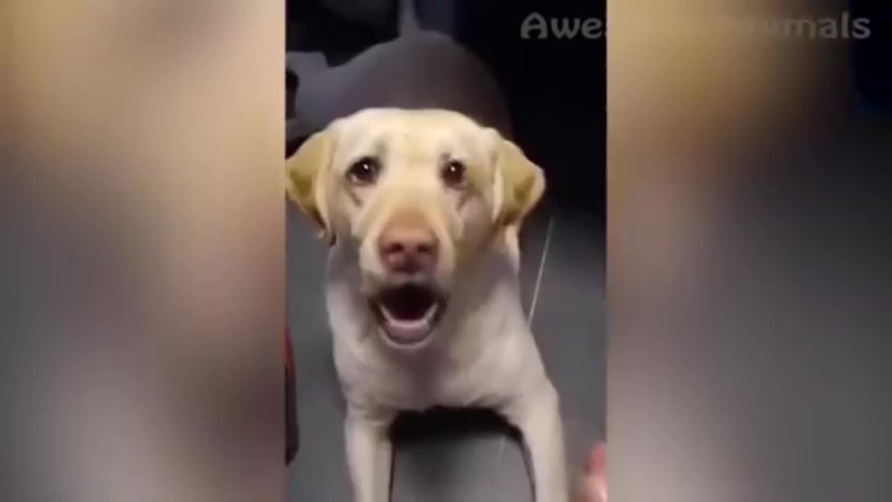 funny animal videos.