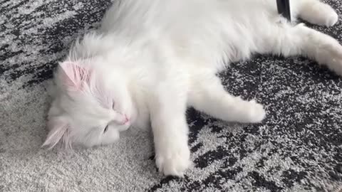 Video Funny Cats 20